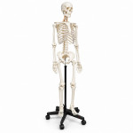 Human Skeleton Model